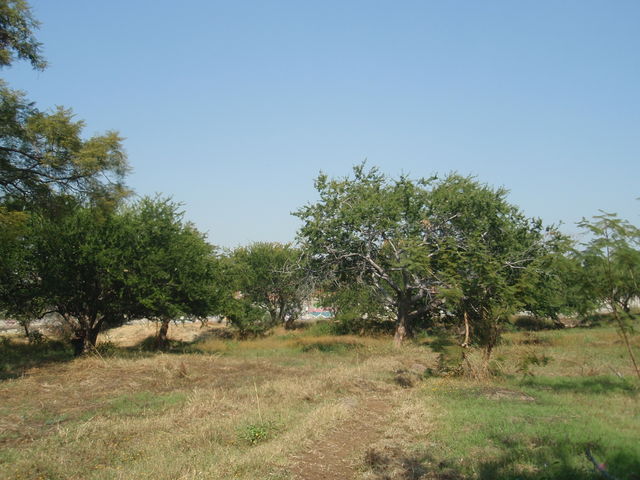 TERRENO